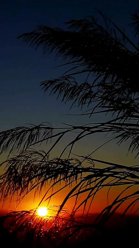 Sunset, beach, timelapse Stock Footage 314986465