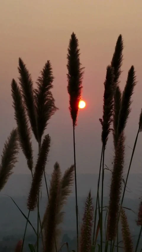 Sunset, beach, timelapse Stock Footage 314986502
