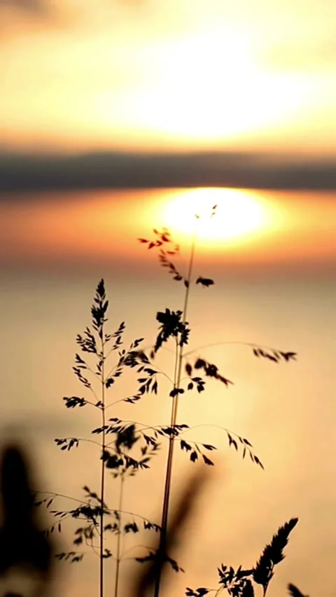 Sunset, beach, timelapse Stock Footage 314986517