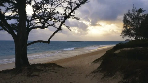 Sunset at Beach with Tree Stock Footage 96225915