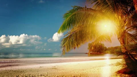 Sunset beach walk, crystal clear ocean, palm tree paradise Video stock 310757685