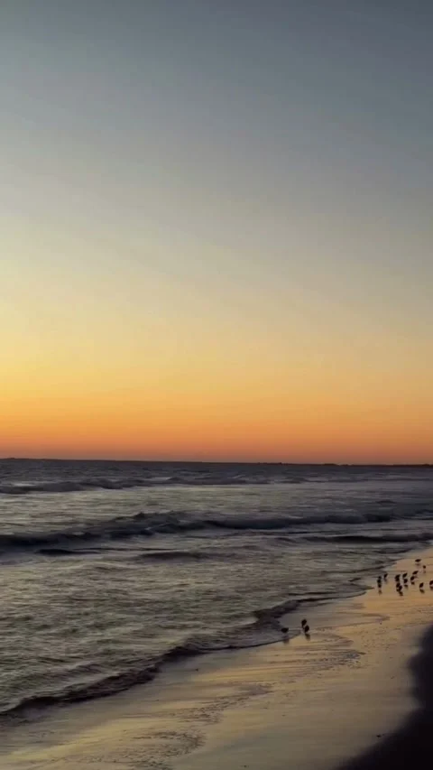 Sunset Beach Waves with Seabirds Walking on Shore Video stock 330244553