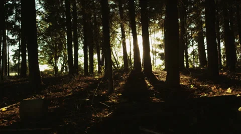Sunset Beam Through Trees Crane Shot Stock Footage 34373047