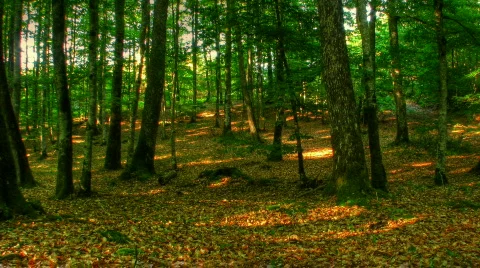 Sunset beams in forest motorized hdr time lapse Stock Footage 503154