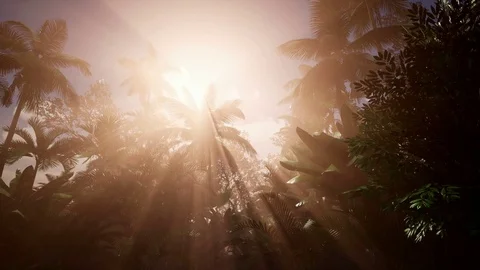 Sunset beams through Palm Trees at jungle rainforest Video stock 80141065