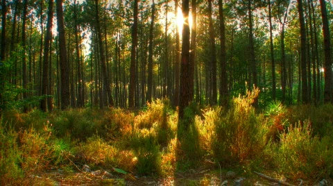 Sunset beams through trees in forest motorized hdr time lapse Stock Footage 507403