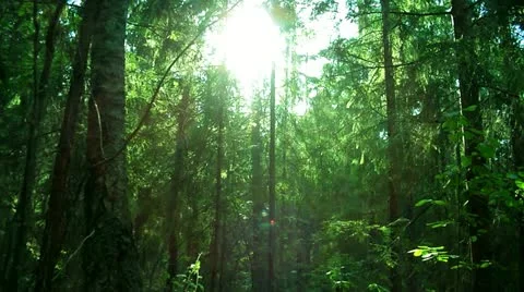 Sunset beams through trees in forest. Vídeo Stock 11491482