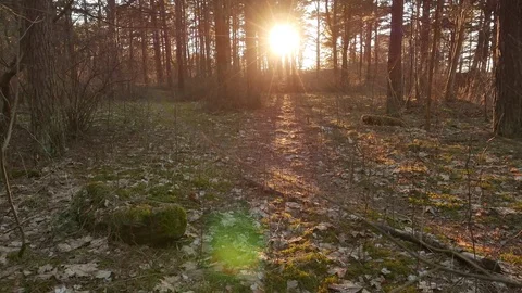 Sunset beams through trees in forest Stock Footage 73832535