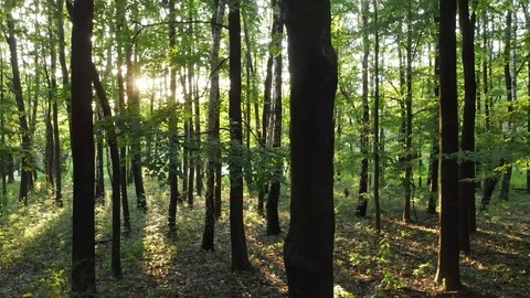Sunset beams through trees in forest.  D-cinelike file for color grading. Stock Footage 93677133