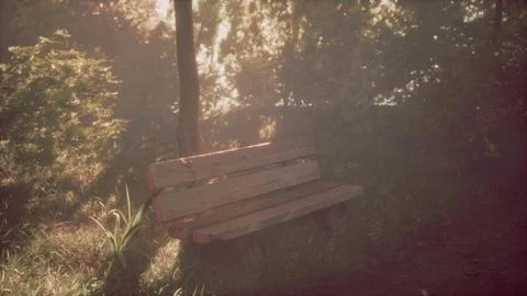 Sunset beams in tree forest with wooden bench Stock Illustration