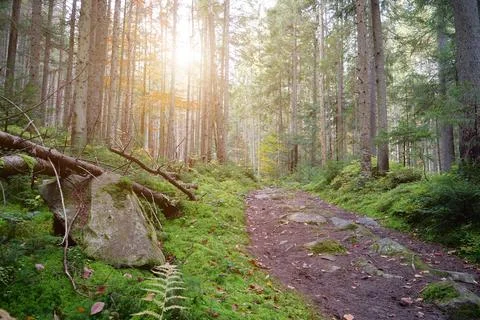 Sunset in the beautiful forest with coniferous trees and green moss Fotos de archivo