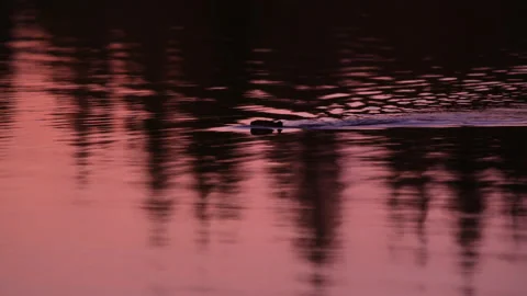Sunset with beaver swimming Stock Footage 144024911