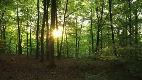 Sunset in the beech forest Stock Footage 179989738