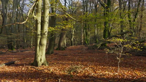 Sunset in a beech tree forest at autumn. Stock Footage 269149756
