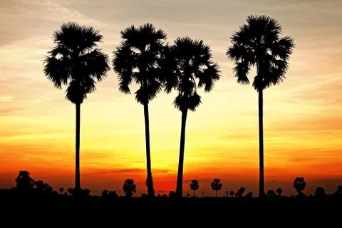 Sunset behide toddy palm tree Stock Photos