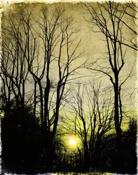 Sunset behind the bare branches Stock Illustration