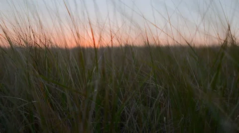 Sunset behind beach grass Vidéo 48864490