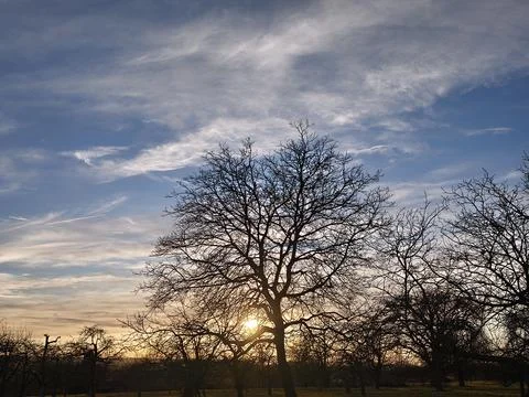 Sunset behind the big walnut tree Stock Photos