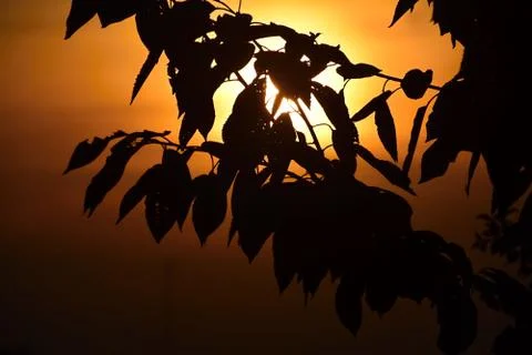 Sunset behind the branches Фото