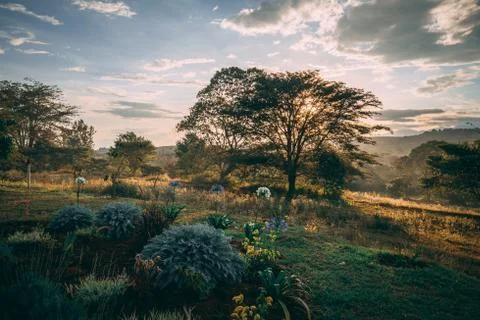 Sunset behind bushes Foto stock