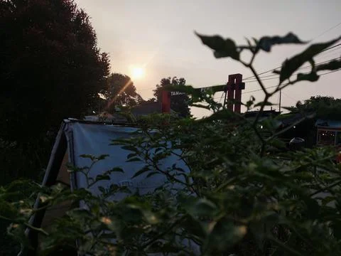 Sunset behind the chili tree Stock Photos