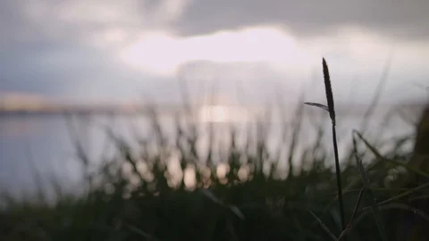Sunset Behind Closeup of Grass Vidéo 95763671