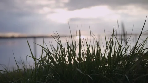 Sunset Behind Closeup of Grass Vidéo 95763813