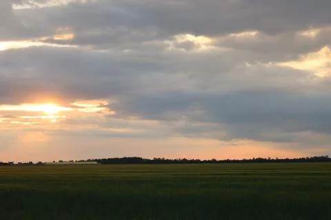 Sunset behind the clouds against the backdrop of a wheat field. Stock Photos
