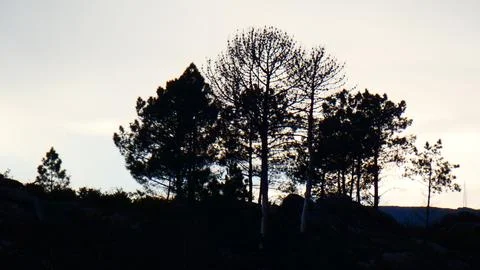 Sunset behind clouds and pine trees. Winter afternoon in mountain. 4k P1120627 Stock-Fotos