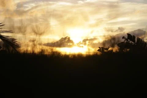 Sunset behind clouds and trees with blurry grass seed tops in foreground Stock Photos