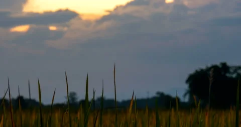 Sunset behind the clouds over the golden rice fields Stock Footage 255271924