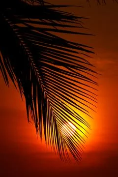 Sunset behind coconut leaf Stock Photos