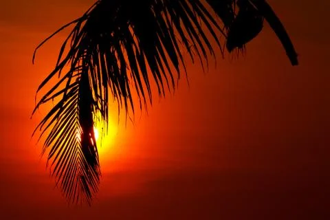 Sunset behind coconut leaf Stock Photos