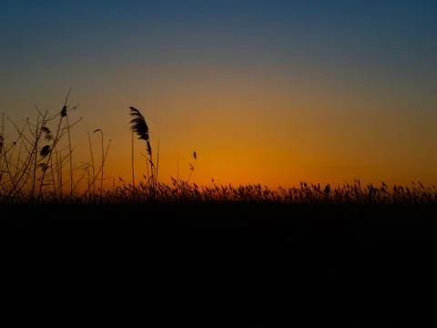 Sunset behind common reed Stock Photos