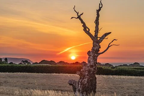 Sunset behind a dead tree Stock Photos