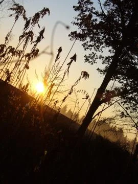 Sunset behind the dry culms Stock Photos