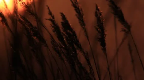 Sunset behind the ears 库存影片 10794483