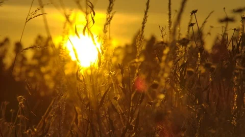 Sunset behind a field of wheat Stock Footage 125073574