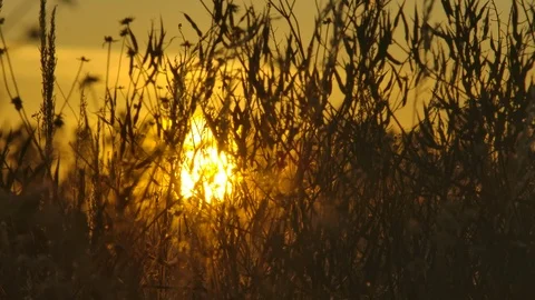 Sunset behind a field of wheat Stock Footage 125074146
