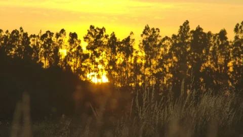 Sunset behind a field of wheat Stock Footage 125075850