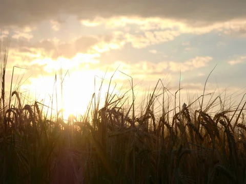 Sunset behind the fields of wheat Stock Footage 77636104