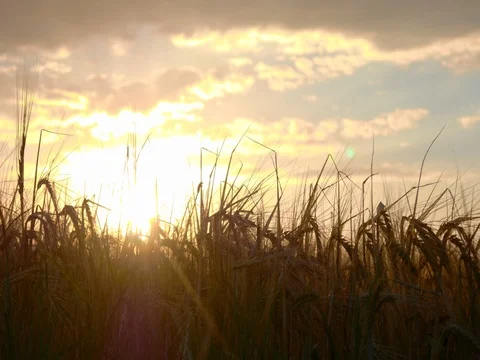 Sunset behind the fields of wheat2 Stock Footage 77639183