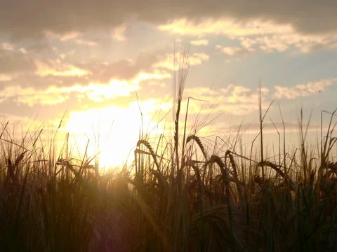 Sunset behind the fields of wheat3 Stock Footage 77637855