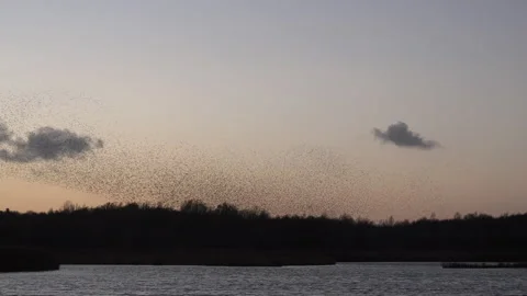 Sunset behind flock of starlings flying in the evening light England UK 4K Stock Footage 143555334