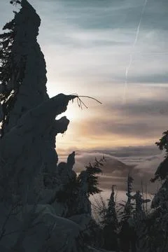 Sunset behind frozen Pine Tree with Snow and Inversion Stock Photos
