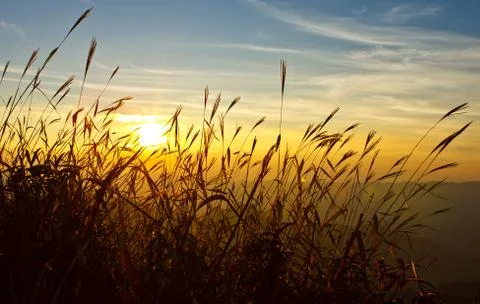 Sunset behind grass Stock Photos