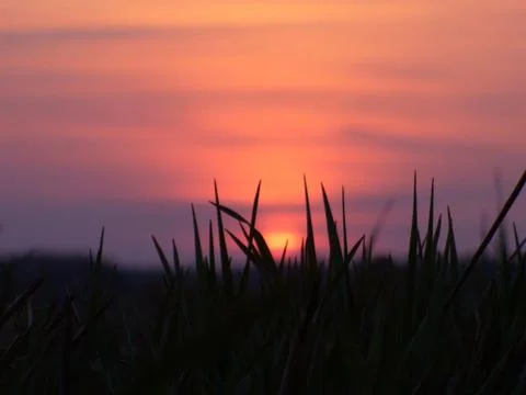Sunset behind grass Stock Photos