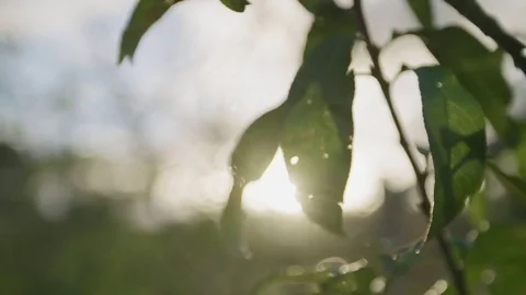 Sunset behind leaf Stock Footage 77015597