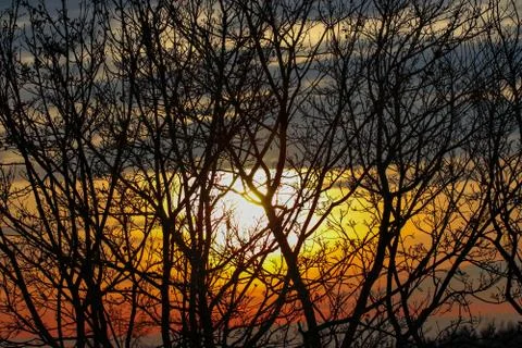 Sunset behind leafless tree Stock Photos
