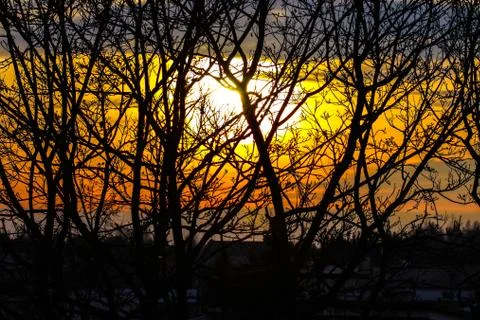 Sunset behind leafless tree Stock Photos